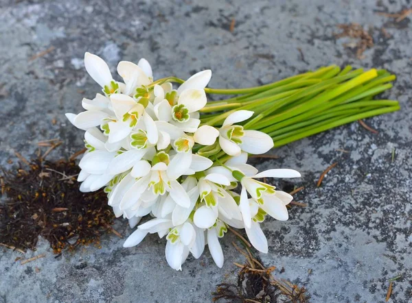 První Sněženky Lese — Stock fotografie