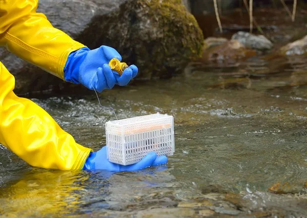 Rivière Repeuplée Oeufs Truite Fécondés Images De Stock Libres De Droits