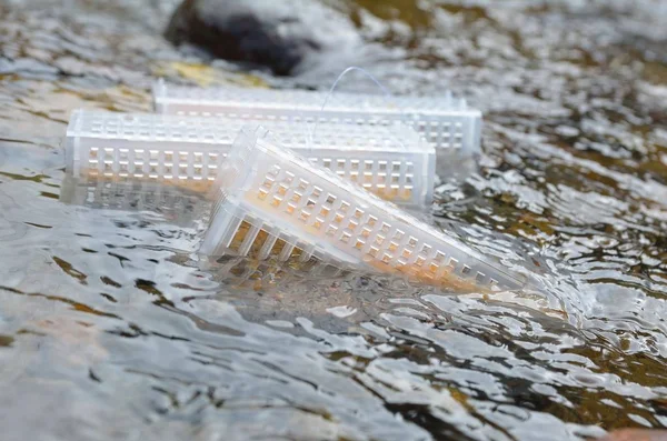 Rivier Herbevolkt Met Bevruchte Forel Eieren Rechtenvrije Stockfoto's