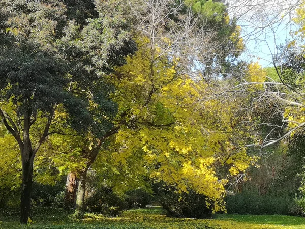 Otoño Colorido Paisaje Noviembre Parque Otoño Con Árboles Desnudos Hojas — Foto de Stock