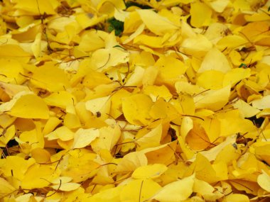 sonbaharın sarı yaprakları