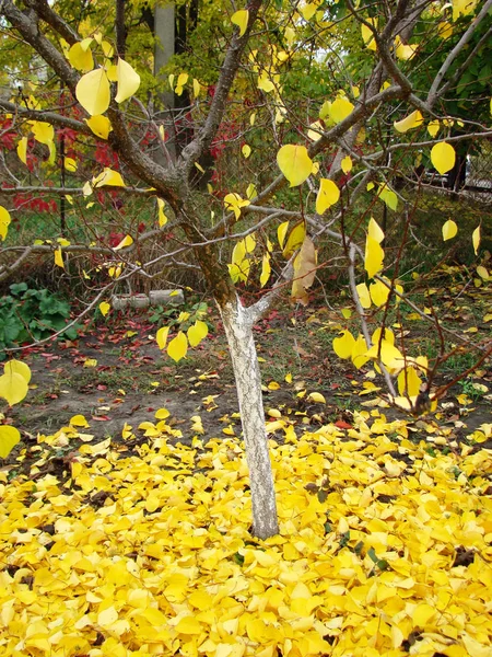 Yellow Leaves Autumn — Stock Photo, Image