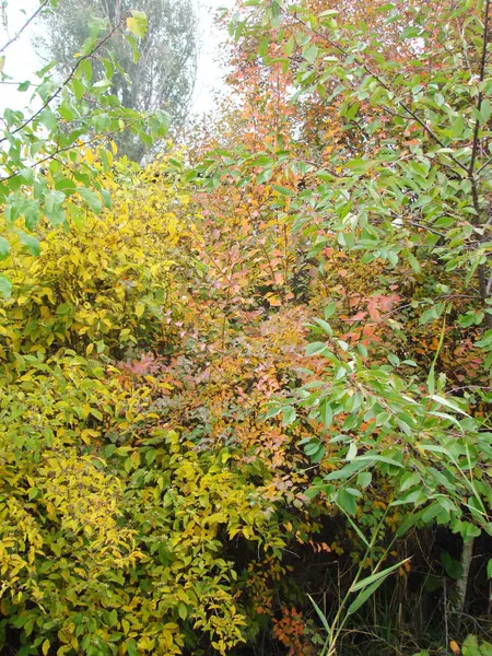 Желтые Листья Осени — стоковое фото