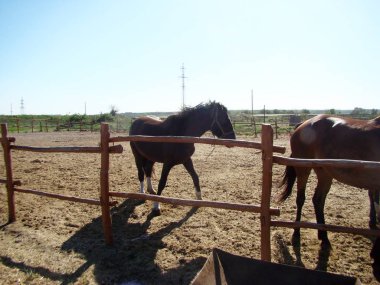 at çiftliği yakın çekim kahverengi ata