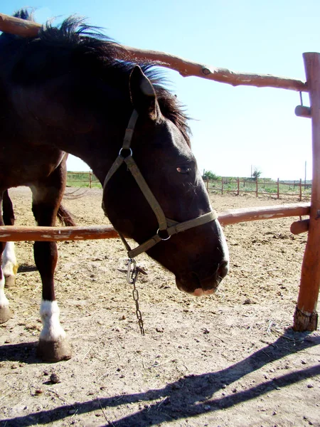 at çiftliği yakın çekim kahverengi ata