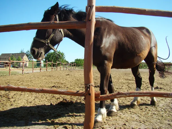 Caballo Marrón Primer Plano Granja Caballos — Foto de Stock