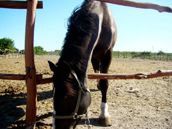 Caballo Marrón Primer Plano Granja Caballos — Foto de Stock