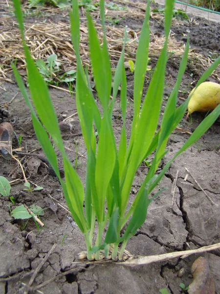 Semillas de trigo germinadas —  Fotos de Stock