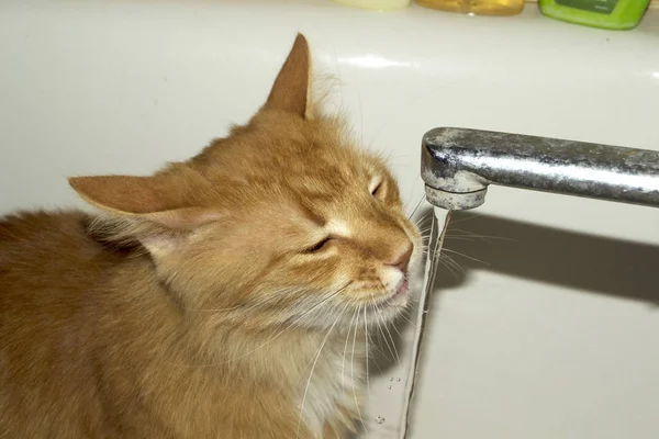 Cat drinks water — Stock Photo, Image