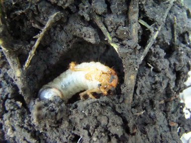 Bitki fotoğrafının kök sisteminde böcek larvası olabilir.