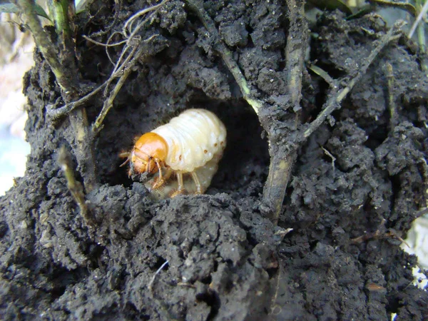 may beetle larva in the root system of the plant close-up photo