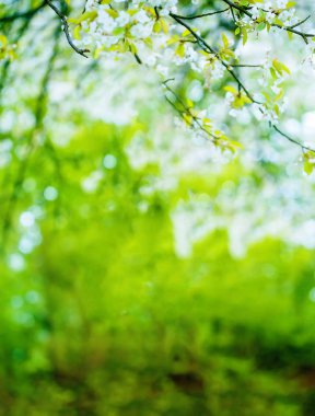 bulanık yeşil zemin üzerine kiraz çiçekleri detay.