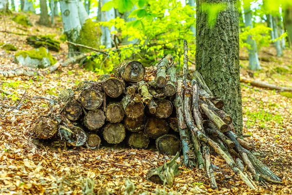 Tas de grumes en bois avec belle structure dans le paysage forestier . — Photo