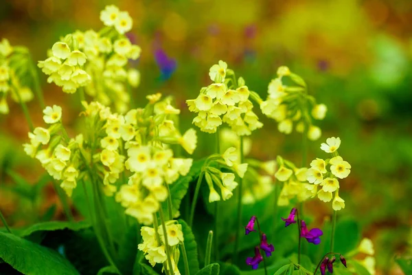 Detalhe close-up de flor de prado - erva curativa selvagem - Primula elatior . — Fotografia de Stock