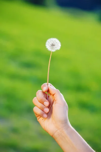 Hands holding dandelion flowers on blurry green background. — Stock Photo, Image