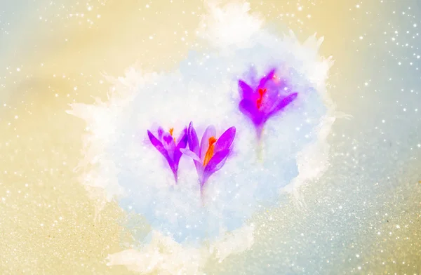 Frühlingsblumen, Safran und sanft verschwommener Aquarell-Hintergrund. — Stockfoto