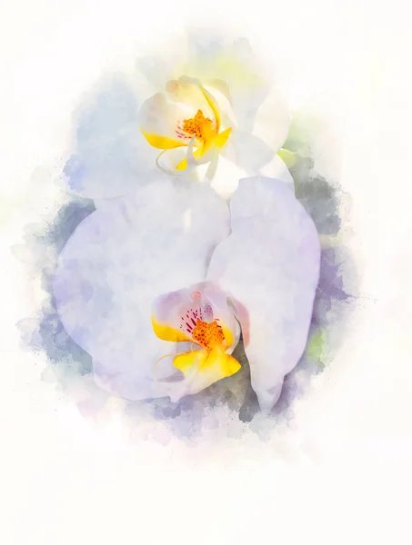 Orchidee fiore e delicatamente sfocato acquerello sfondo . — Foto Stock