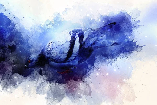 güvercin ve suluboya arka plan usulca bulanık. Mavi renk arka plan.