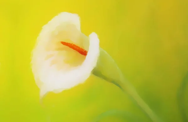 Schöne strahlende Cala-Blume auf dekorativem Hintergrund, Grafik aus der Malerei. — Stockfoto