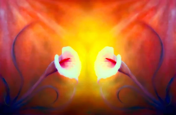 아름 다운 빛 칼라 꽃 장식 배경, 그림에서 그래픽에. — 스톡 사진