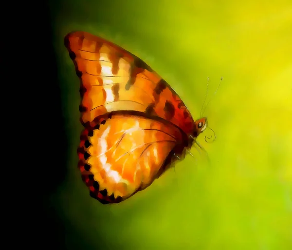 Létající Motýl Dekorativní Pozadí Grafický Design — Stock fotografie