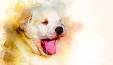 Yavru köpek ve bulanık suluboya arkaplan.