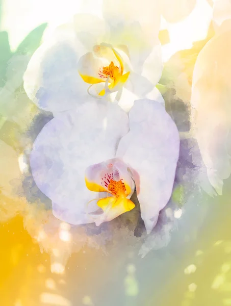 Orquídeas flor e suavemente borrado fundo aquarela . — Fotografia de Stock