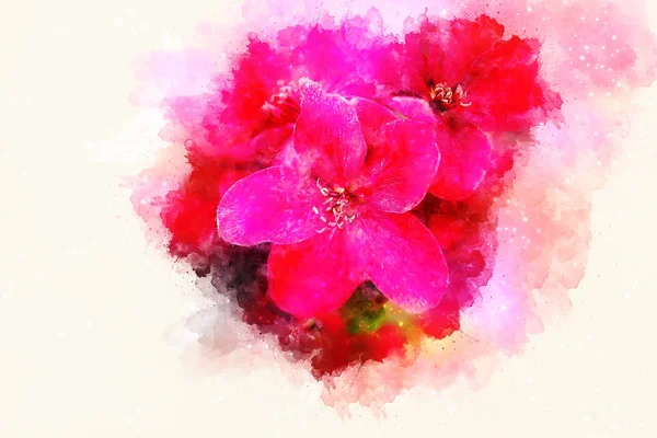 Fiori rossi e sfondo acquerello dolcemente sfocato . — Foto Stock