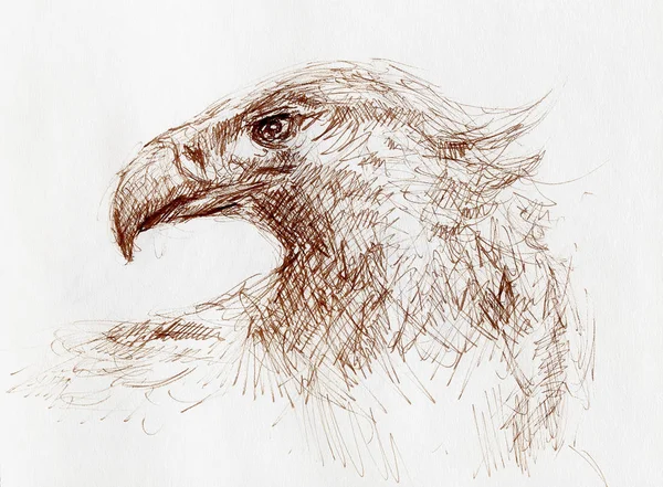 Esboço de uma cabeça de águia em um papel . — Fotografia de Stock