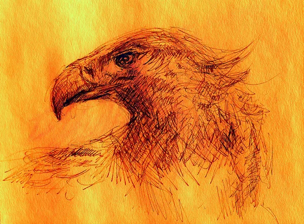 Schets van het hoofd van een adelaar op een papier. Kleureffect. — Stockfoto