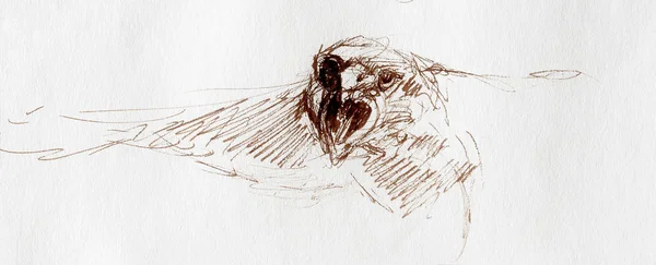 종이에 독수리 머리의 스케치. — 스톡 사진