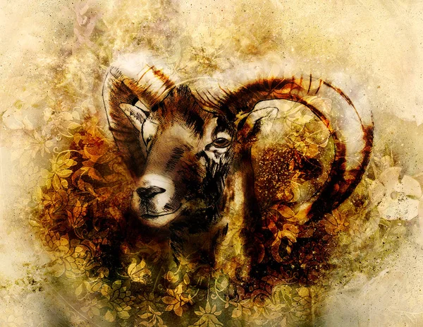 Drawing of male wild sheep with mighty horns on flower background. — Stock Photo, Image