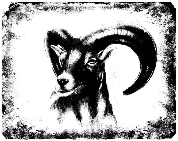 Drawing of male wild sheep with mighty horns on abstract blurry background. Black and white. — Stock Photo, Image