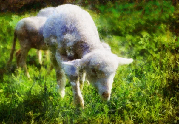 Pequenos cordeiros pastando em um belo prado verde com dente de leão. Efeito de pintura computacional . — Fotografia de Stock