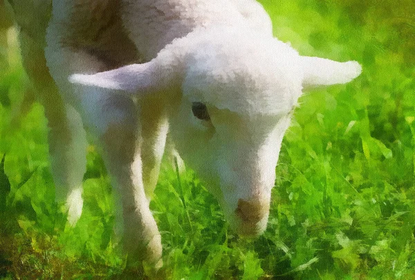 小羊在美丽的绿色草地上吃着蒲公英。电脑涂装效果. — 图库照片