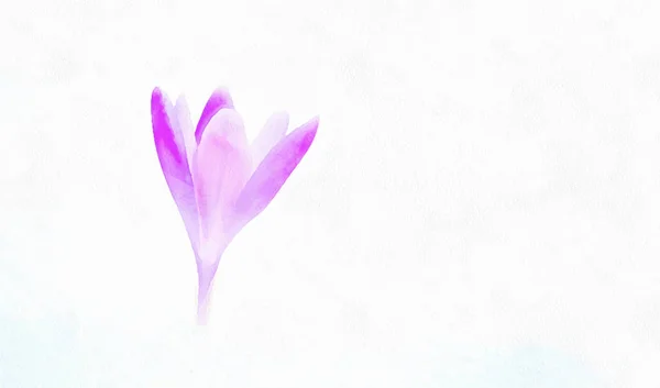 Crocus, fleurs de printemps pourpres. Effet peinture informatique. — Photo