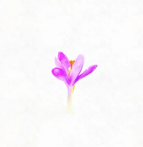 Crochi, fiori viola primaverili. Effetto pittura computer. — Foto Stock