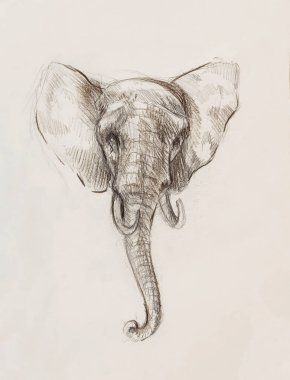 bir fil çizim, çizgiler ve tonları ile çizim.