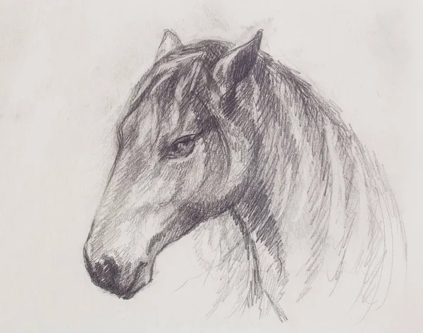 Tegner hest på gammelt papir, originale håndtegn. – stockfoto