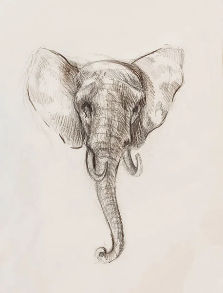 Kreslení slona, kreslení pomocí čar a stínů. — Stock fotografie