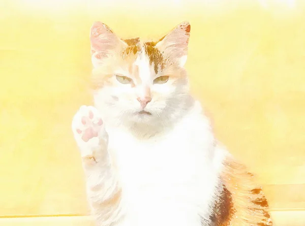Kucing manis salam dengan cakar iklan berita dan efek lukisan komputer . — Stok Foto