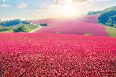 Gün batımında güzel çiçekli çayır, kırmızı çiçek çayırı.