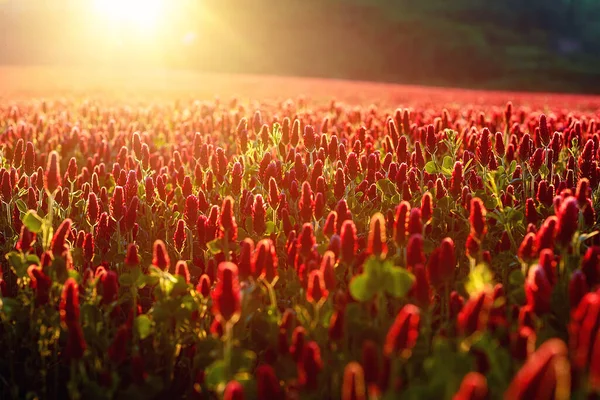 Bonito prado florido ao pôr do sol, prado flores vermelhas . — Fotografia de Stock