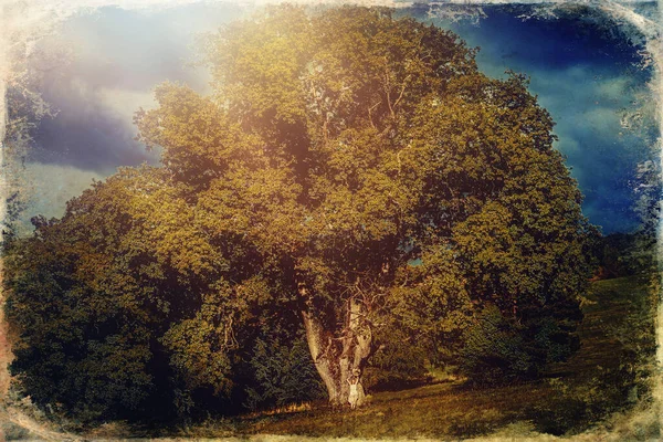 Bela Garota Xamânica Jogando Tambor Quadro Xamã Natureza Velho Efeito — Fotografia de Stock