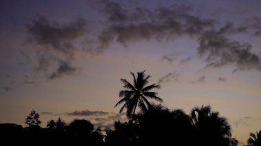 palmiye ağaçları akşam.