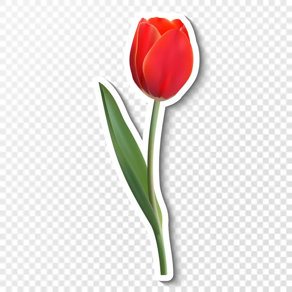 Flor Realista Tulipa. Tulipa sobre papel com sombra. Símbolo plano. Símbolo vetorial eps10 —  Vetores de Stock