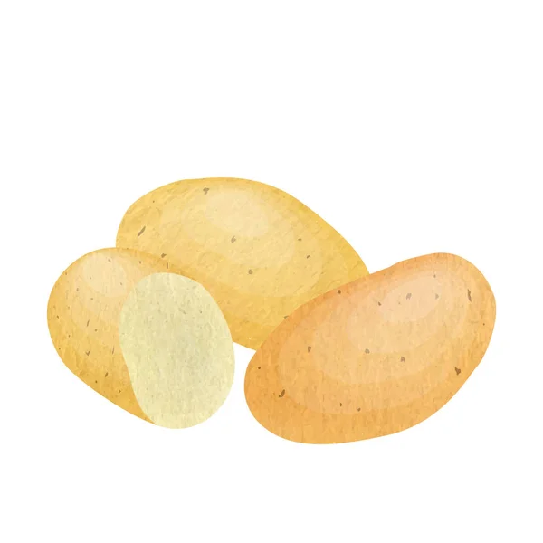 Akvarell handgjorda potatis på vit bakgrund, vektor illustration eps10. — Stock vektor