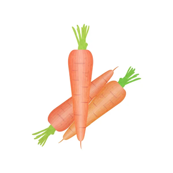 Акварель руки нарисованы изолированной морковью на белом фоне. Векторные иллюстрации . — стоковый вектор
