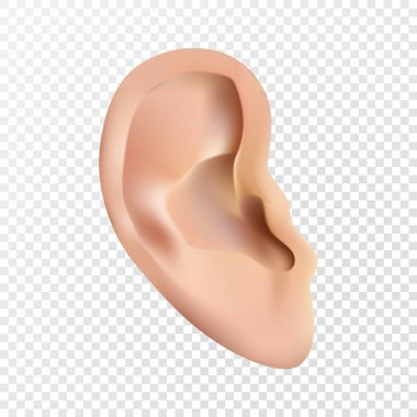 Vektör gerçekçi insan kulağının simgesi closeup şeffaf arka plan üzerinde izole. Bir kafes degrade bir katmanlı kullanılarak oluşturulan