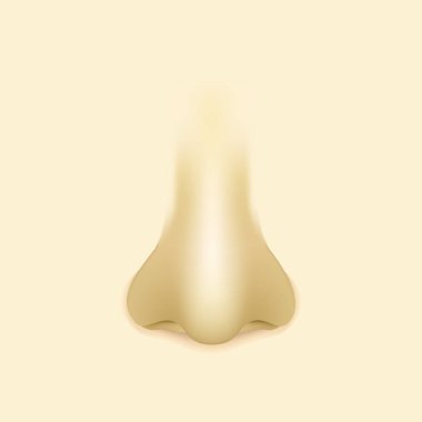 Human realistic nose isolated. Vector illustration eps10 clipart